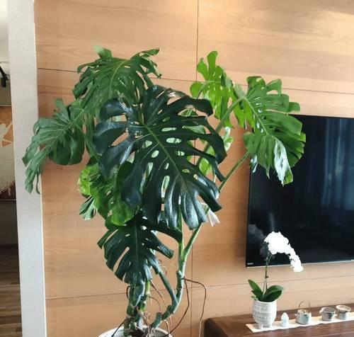 家里没阳光也能绿意盎然？6种植物超好养，你家适合哪种？