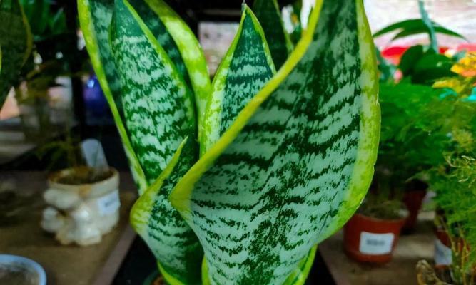 家里没阳光也能绿意盎然？6种植物超好养，你家适合哪种？