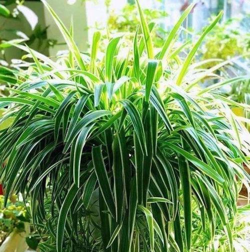 家里没阳光也能绿意盎然？6种植物超好养，你家适合哪种？