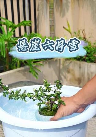 小型盆栽盆景？如何打造迷你绿洲？