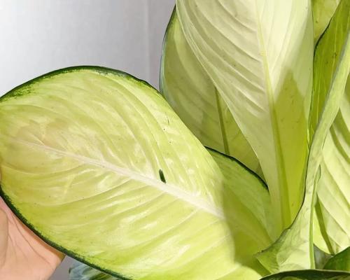 植物青叶碧玉？如何保持其翠绿？