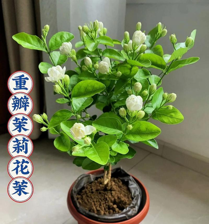 茉莉的家庭养护方法？怎样才能花开不断？