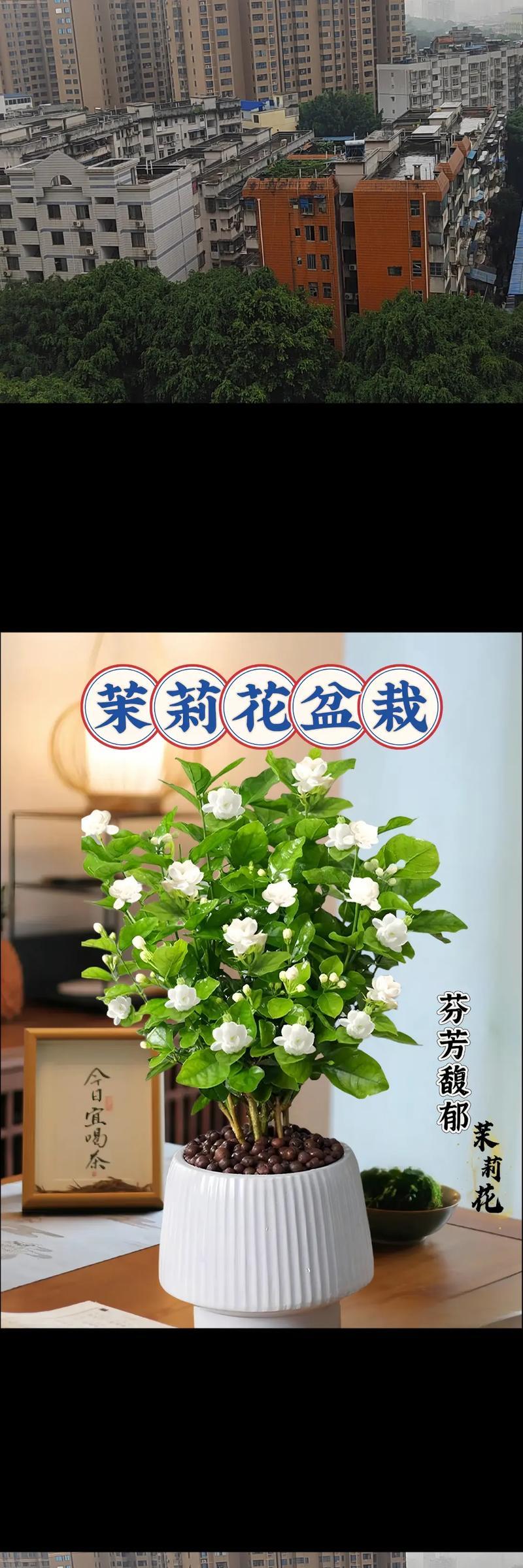 茉莉的家庭养护方法？怎样才能花开不断？