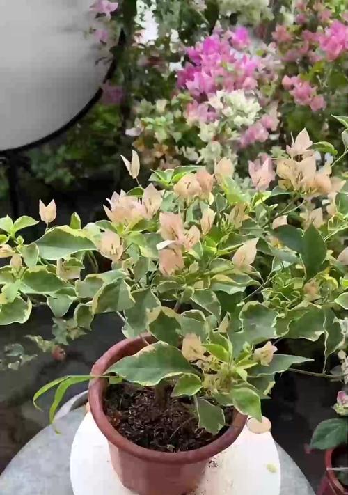 茉莉的家庭养护方法？怎样才能花开不断？