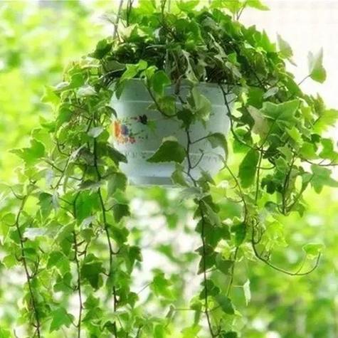 花卉常春藤？如何让其四季常绿？