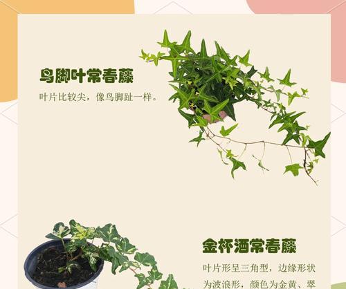花卉常春藤？如何让其四季常绿？