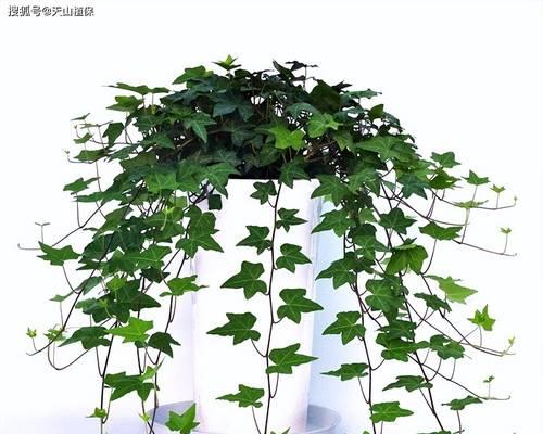 花卉常春藤？如何让其四季常绿？