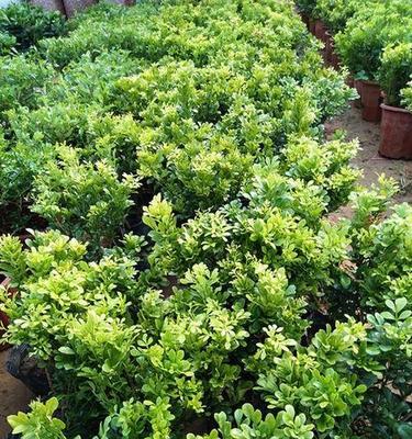 四季开花花米兰？如何实现四季常开？
