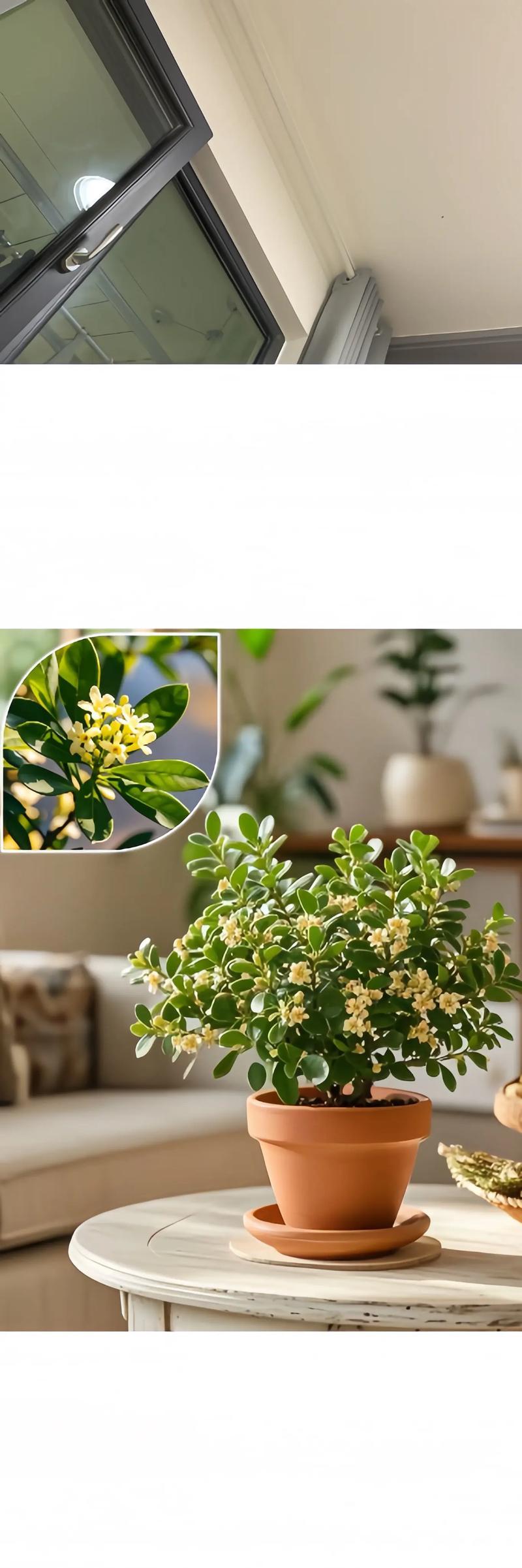 四季开花花米兰？如何实现四季常开？