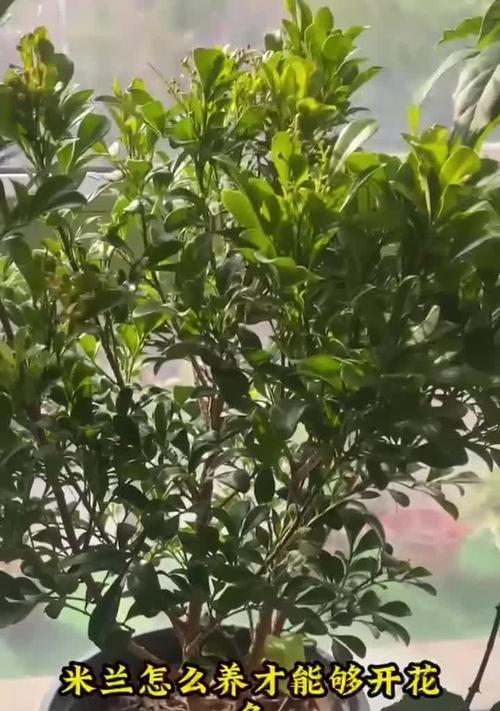 四季开花花米兰？如何实现四季常开？