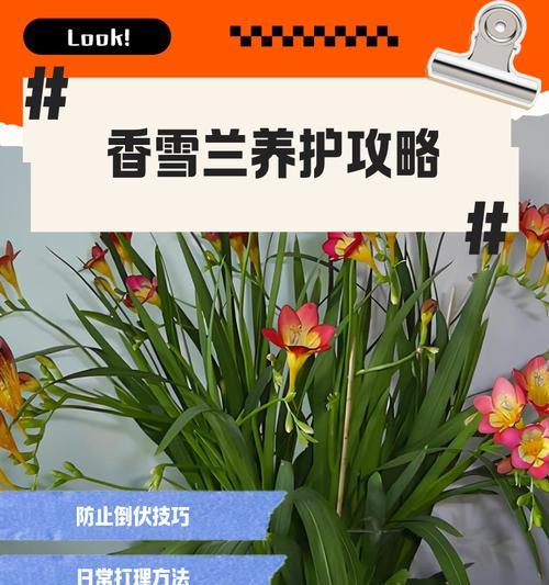 几月份种香雪兰几月开花？最佳种植时间是什么时候？