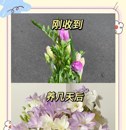 几月份种香雪兰几月开花？最佳种植时间是什么时候？