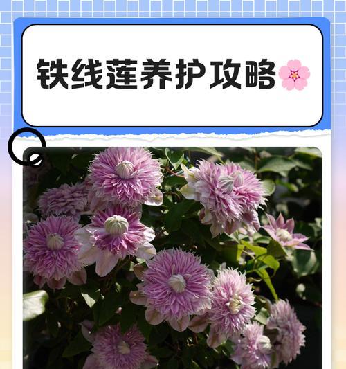 一叶兰养护攻略？土壤选择有讲究，如何正确选择？