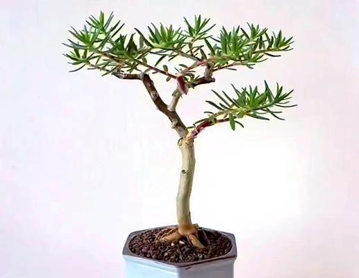 7种花“适合”小花盆？条件再好也要“穷养”，别搞错了。