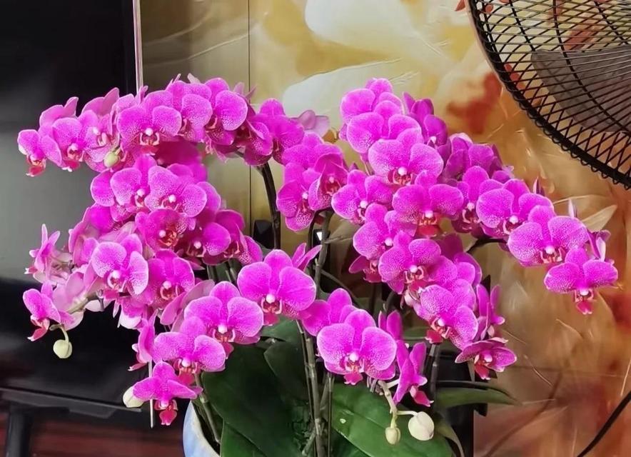 7种花“适合”小花盆？条件再好也要“穷养”，别搞错了。