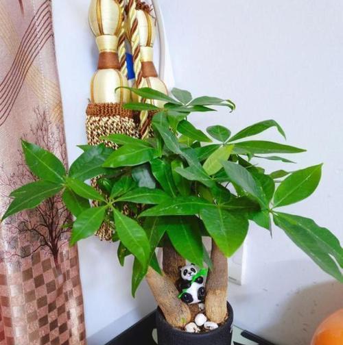 7种花“适合”小花盆？条件再好也要“穷养”，别搞错了。