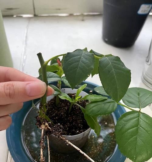 这种盆栽极易扦插？一个枝条种一棵，轻松养活的秘诀是什么？