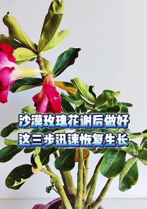 南方适合种植沙漠玫瑰？如何在南方成功种植沙漠玫瑰？