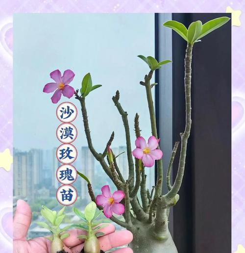 南方适合种植沙漠玫瑰？如何在南方成功种植沙漠玫瑰？