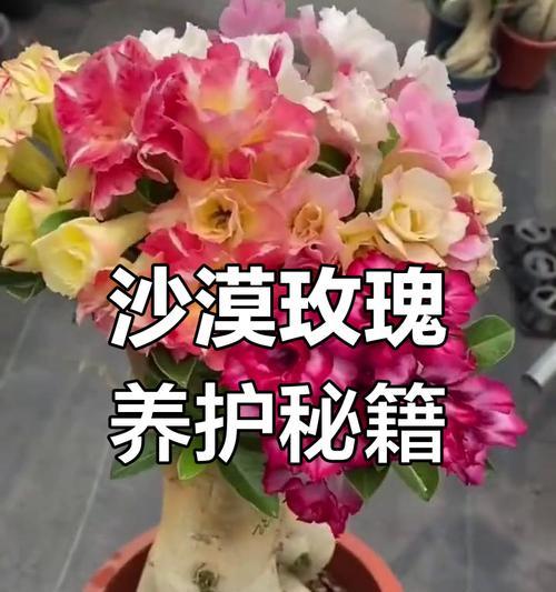 南方适合种植沙漠玫瑰？如何在南方成功种植沙漠玫瑰？