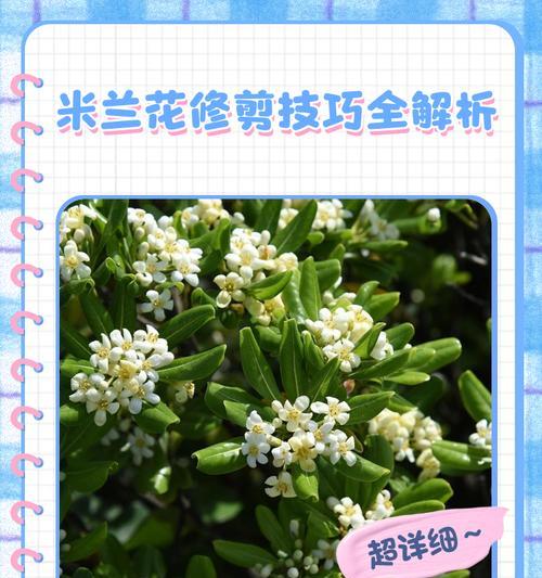 米兰花养殖攻略？如何让米兰花茁壮成长？