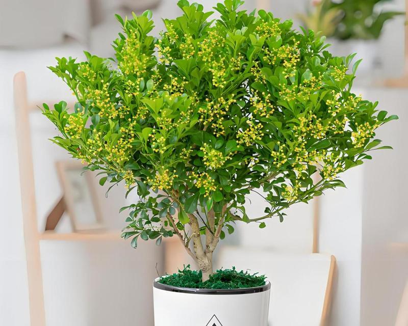米兰花养殖攻略？如何让米兰花茁壮成长？