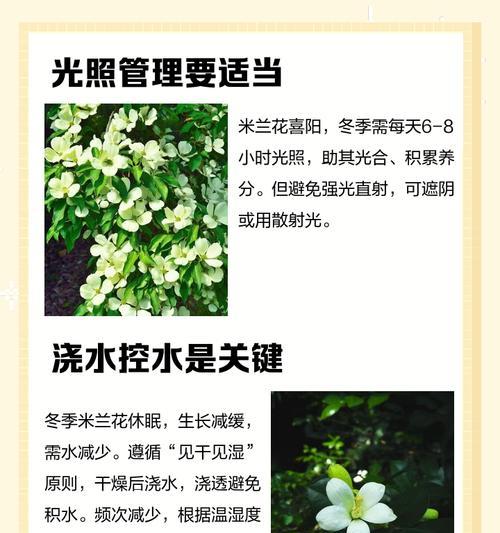 米兰花养殖攻略？如何让米兰花茁壮成长？