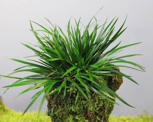 盆栽花卉观叶植物有哪些？如何选择适合的盆栽？