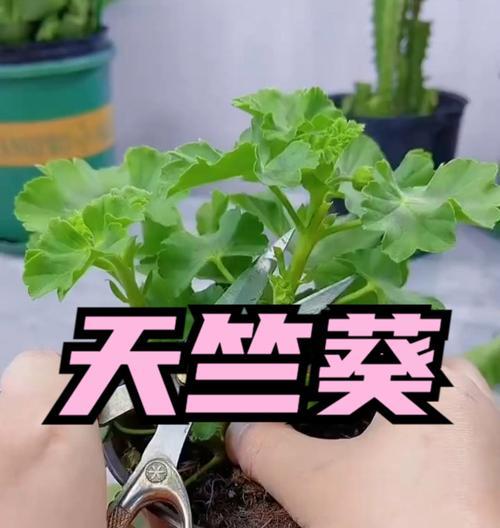 养天竺葵埋1种肥？花苞挤爆枝头的秘诀是什么？