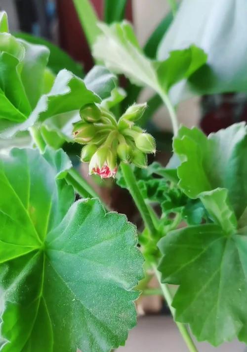 养天竺葵埋1种肥？花苞挤爆枝头的秘诀是什么？