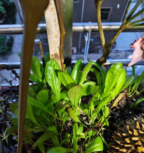 这几种盆栽植物有毒？如何防止孩子误触？
