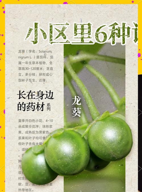 这几种盆栽植物有毒？如何防止孩子误触？