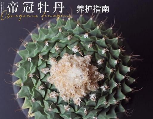 放青松养护指南？如何正确养护青松？