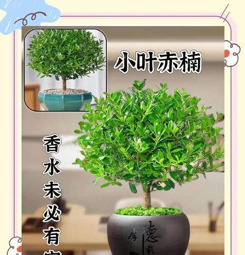 会开花的小叶赤楠绿植？如何把生活装点得好看？