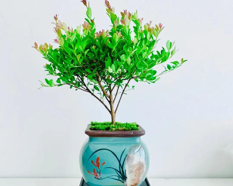 会开花的小叶赤楠绿植？如何把生活装点得好看？