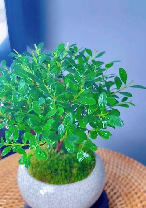 会开花的小叶赤楠绿植？如何把生活装点得好看？