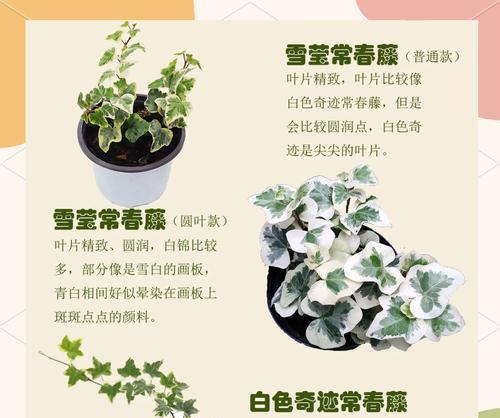 常春藤四季常绿？如何保持四季常绿？
