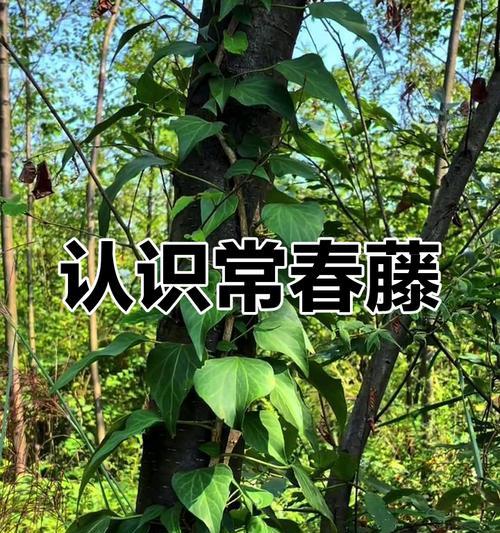 常春藤四季常绿？如何保持四季常绿？