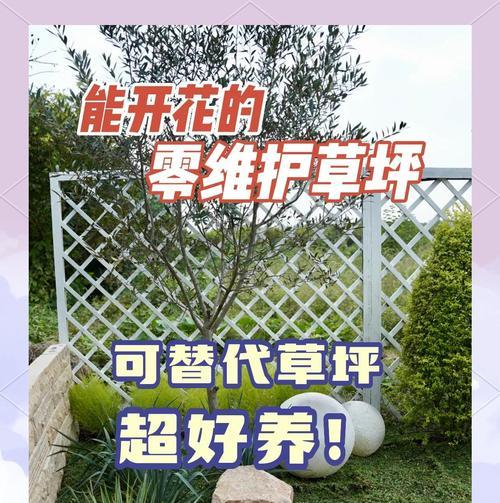 姬岩垂草方盆幼茎柔软？如何正确养护？
