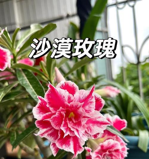 5种花“越虐越开花”？浇水越多空盆越快的原因是什么？