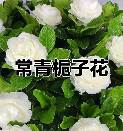 栀子花盆栽四季常绿？如何保持四季常绿？