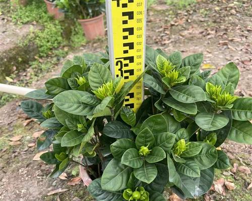 栀子花盆栽四季常绿？如何保持四季常绿？