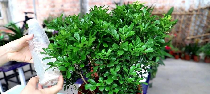 米兰花养护攻略？如何让米兰花茁壮成长？