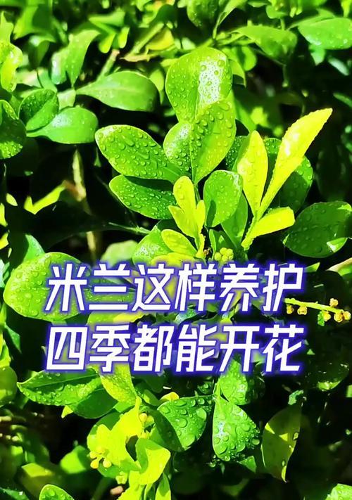 米兰花养护攻略？如何让米兰花茁壮成长？