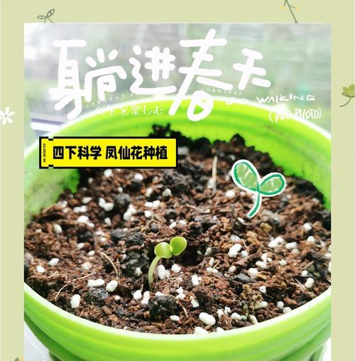 凤仙花种植技巧？如何正确种植凤仙花？