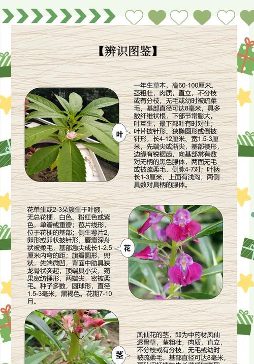 凤仙花种植技巧？如何正确种植凤仙花？