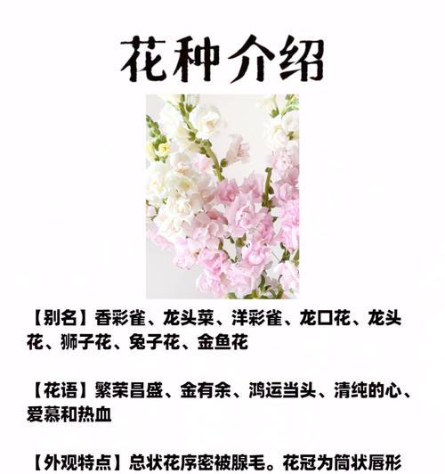 金鱼草开花期是什么时候？如何管理才能延长花期？