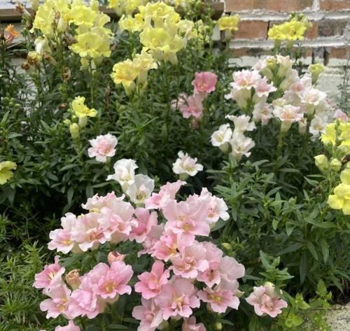 金鱼草开花期是什么时候？如何管理才能延长花期？