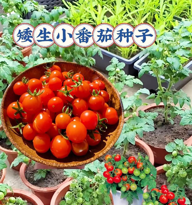 矮生品种种子怎么种植？有哪些种植技巧？
