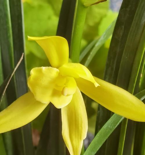 大花蕙兰如何准时开花？有哪些方法可以实现？